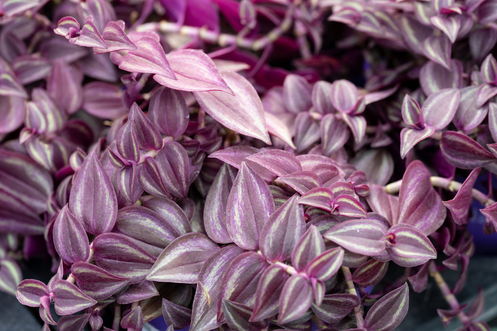 What is a green purple leaf plant called?